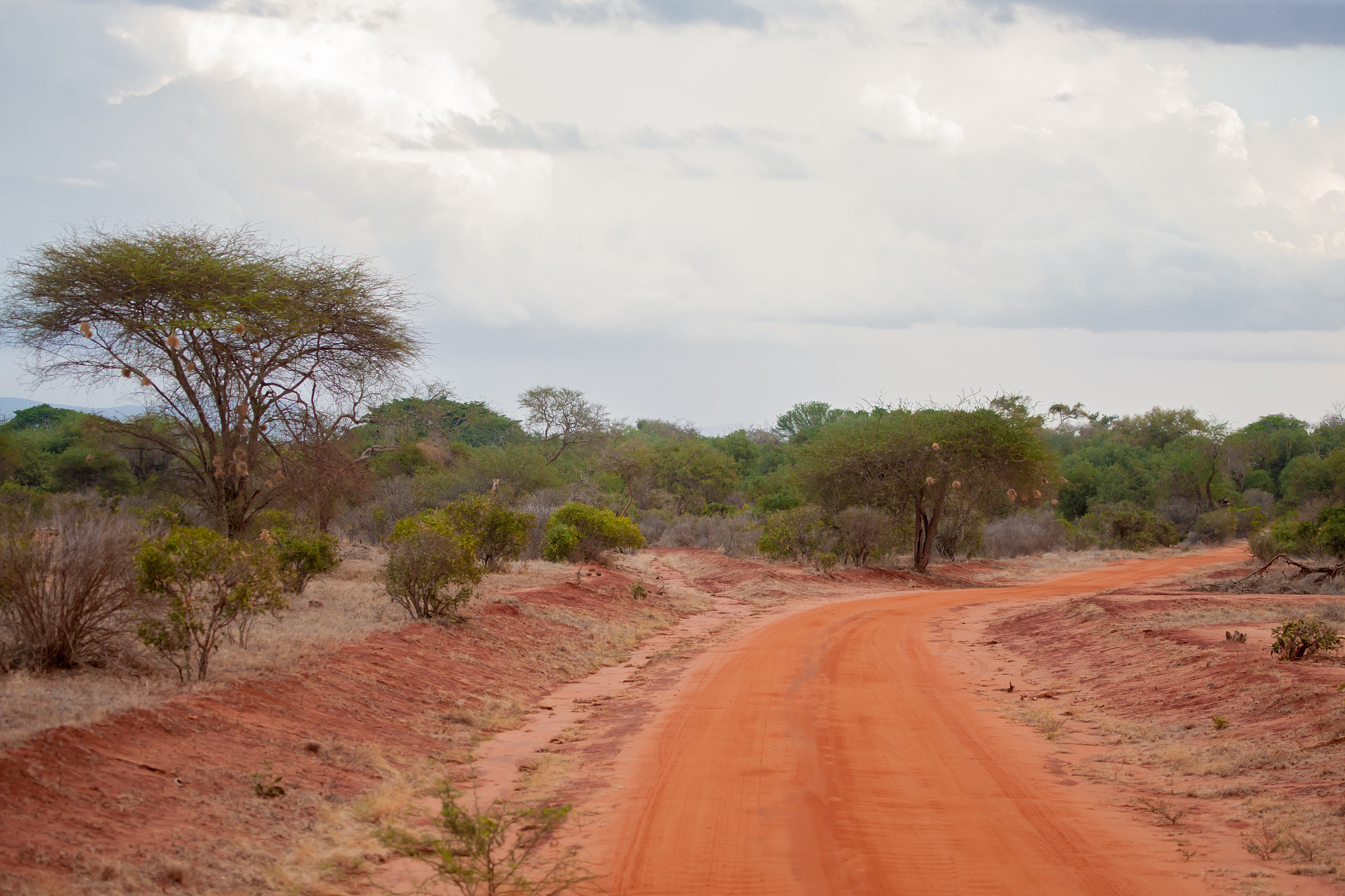 scenery in kenya with a lot of trees, on safari