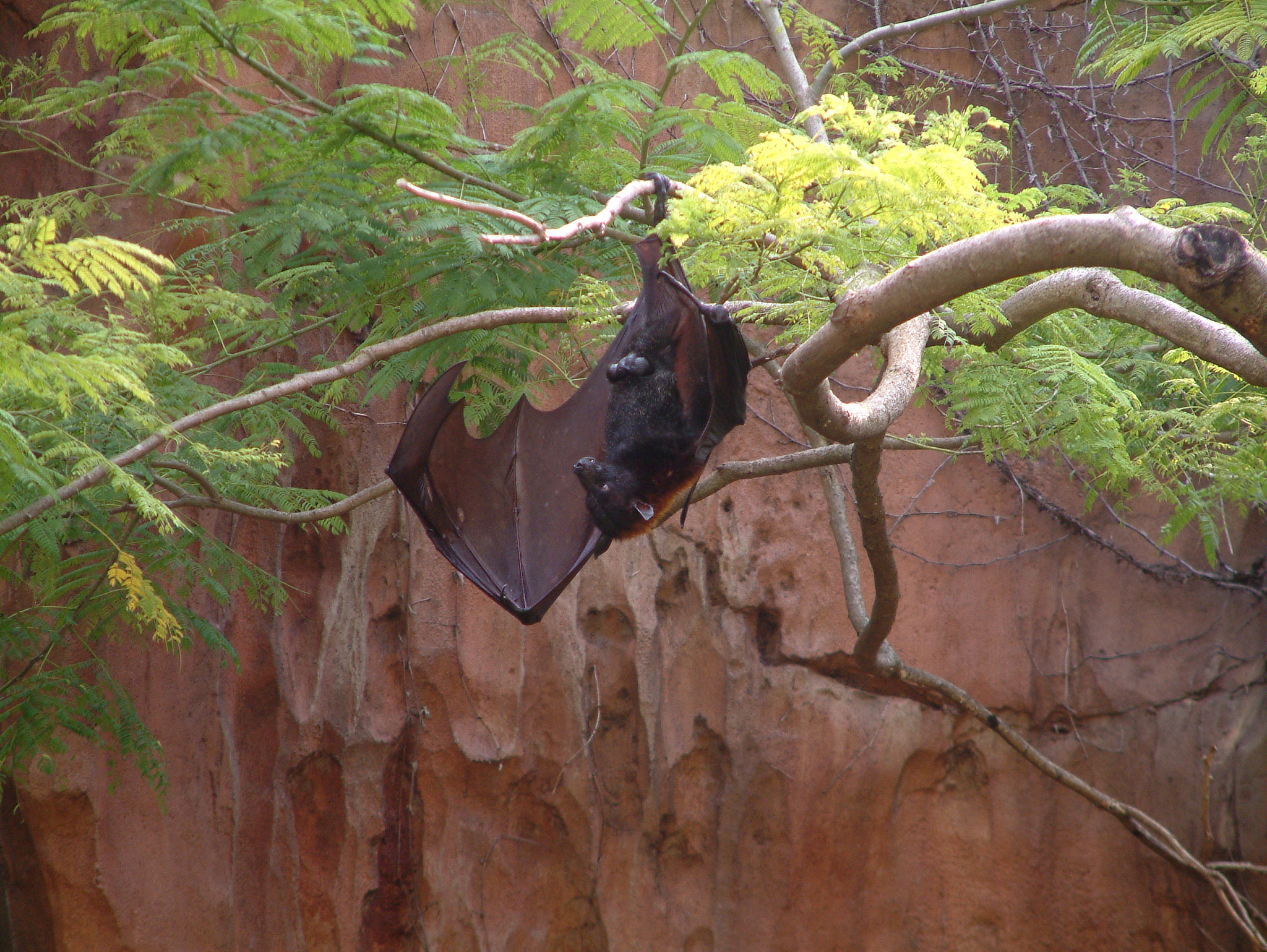 蝙蝠和雷达是什么文章
