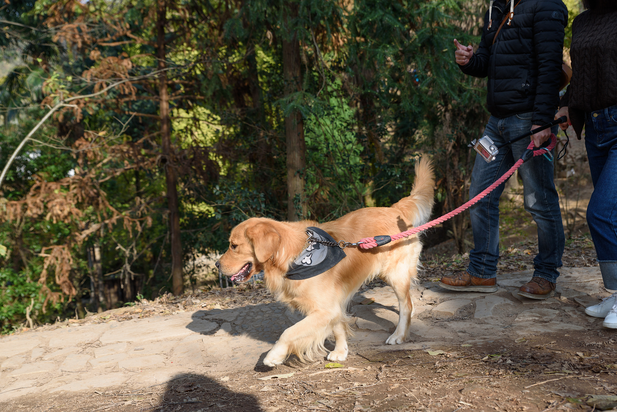 我的宠物狗：旺旺的故事