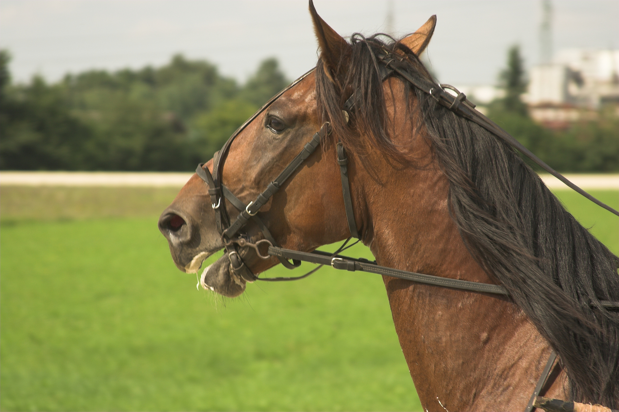 horse head
