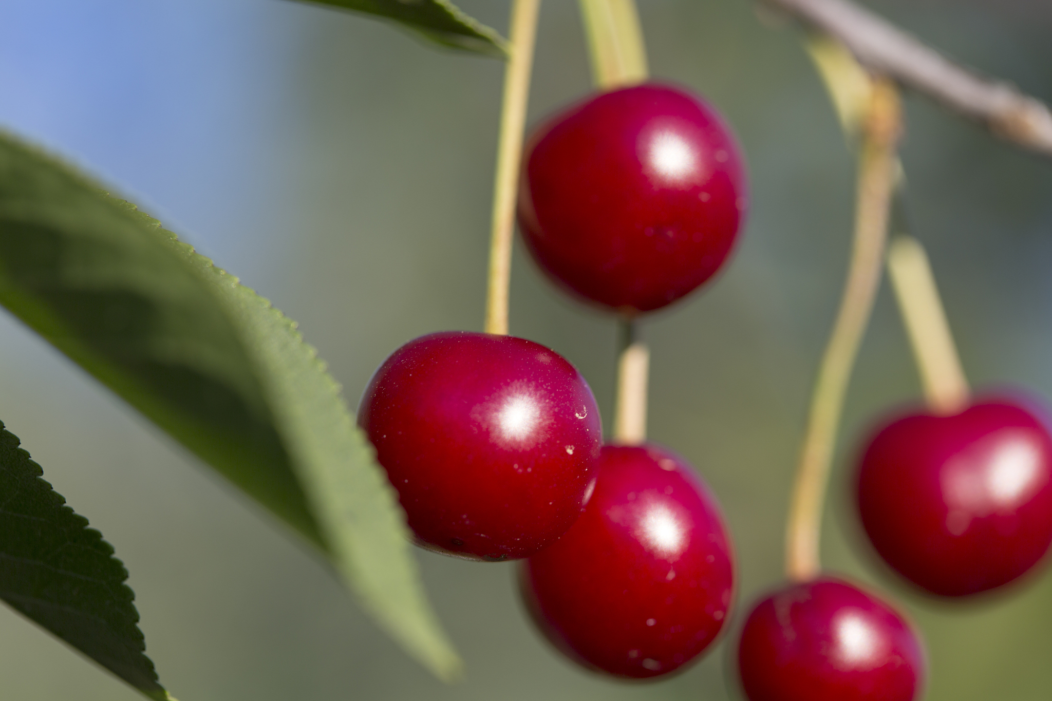 natural sour cherries on the branch. organic fruits and green le