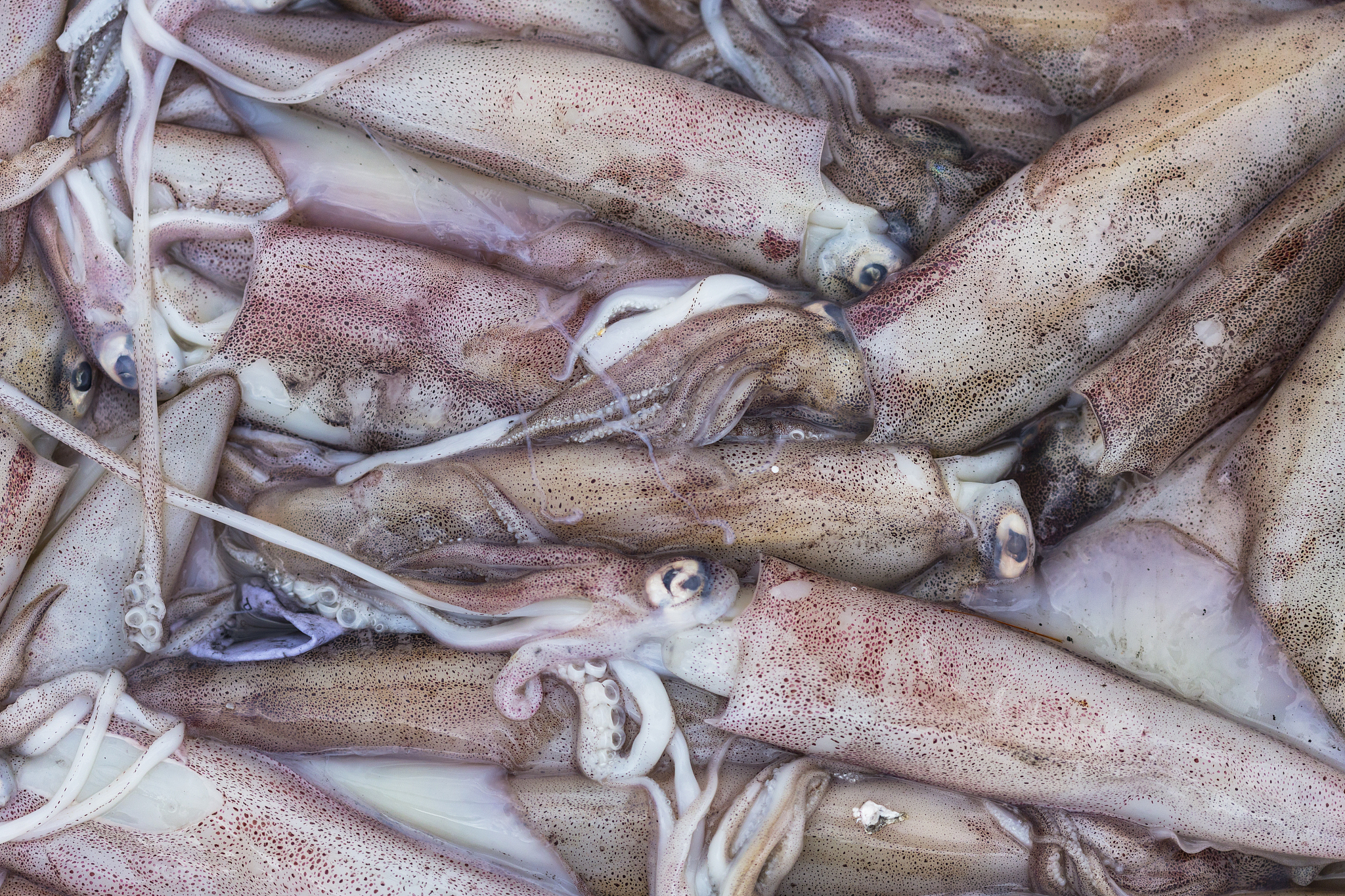 请帮我写1篇不少于800汉字的博客文章语言要幽默风趣。主题是：鱿鱼是不是海鲜