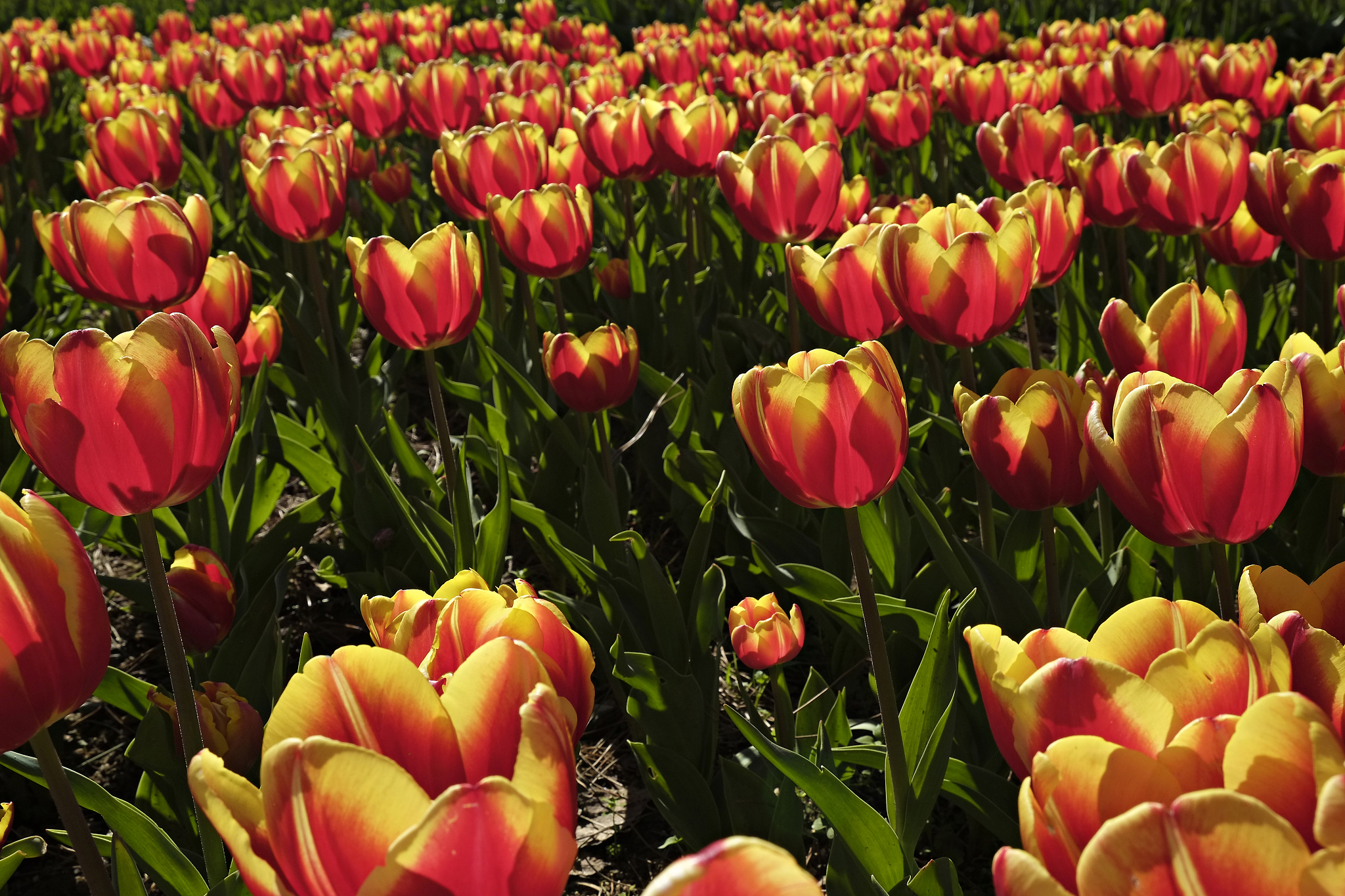 colorful tulips in sun light growing in the city park.