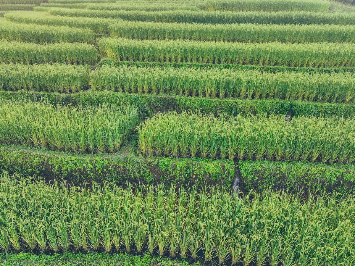 AMA-Agricultural Mechanization in Asia Africa and Latin America期刊的研究范围？