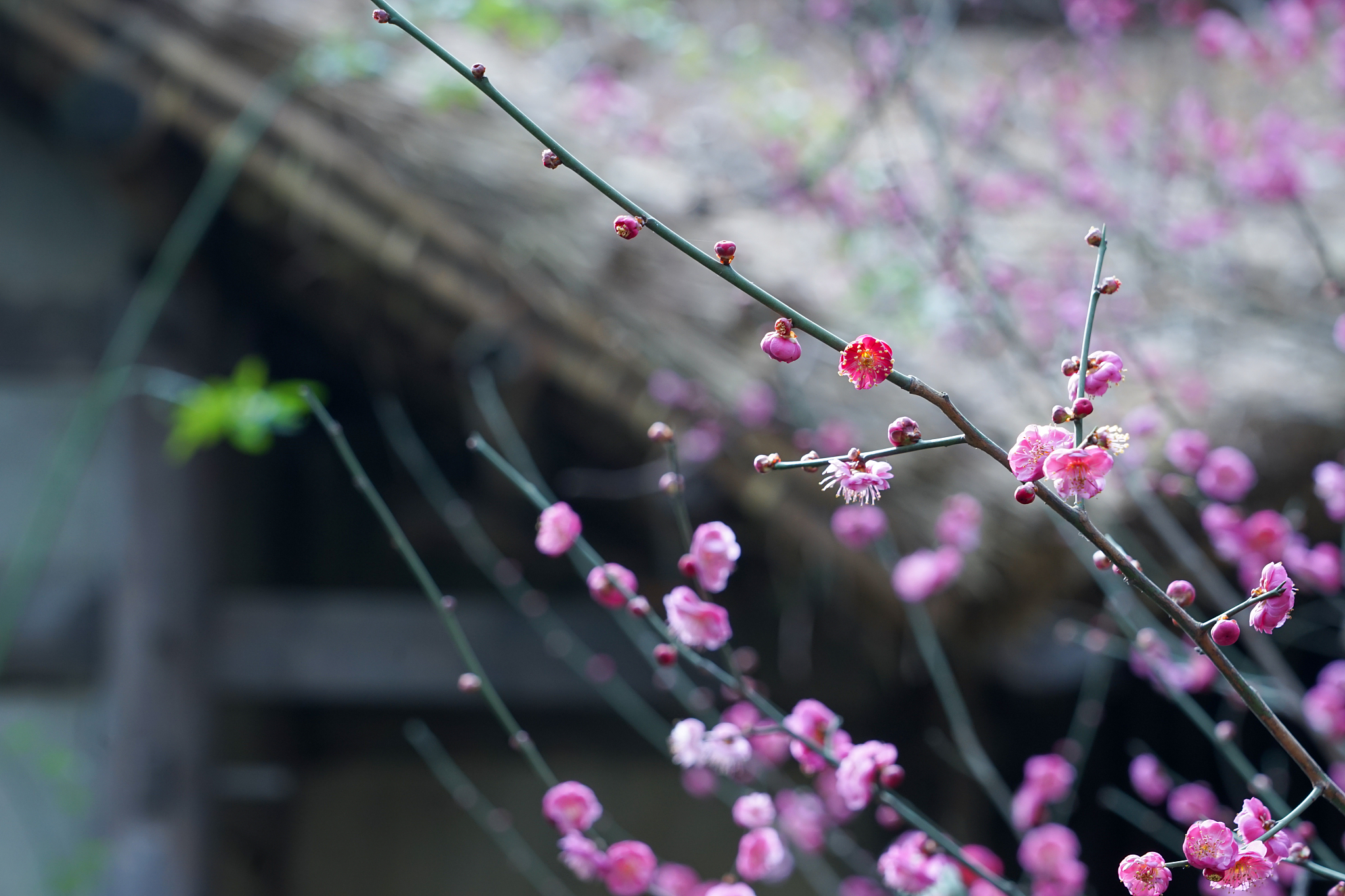 关于春天的奖项名称