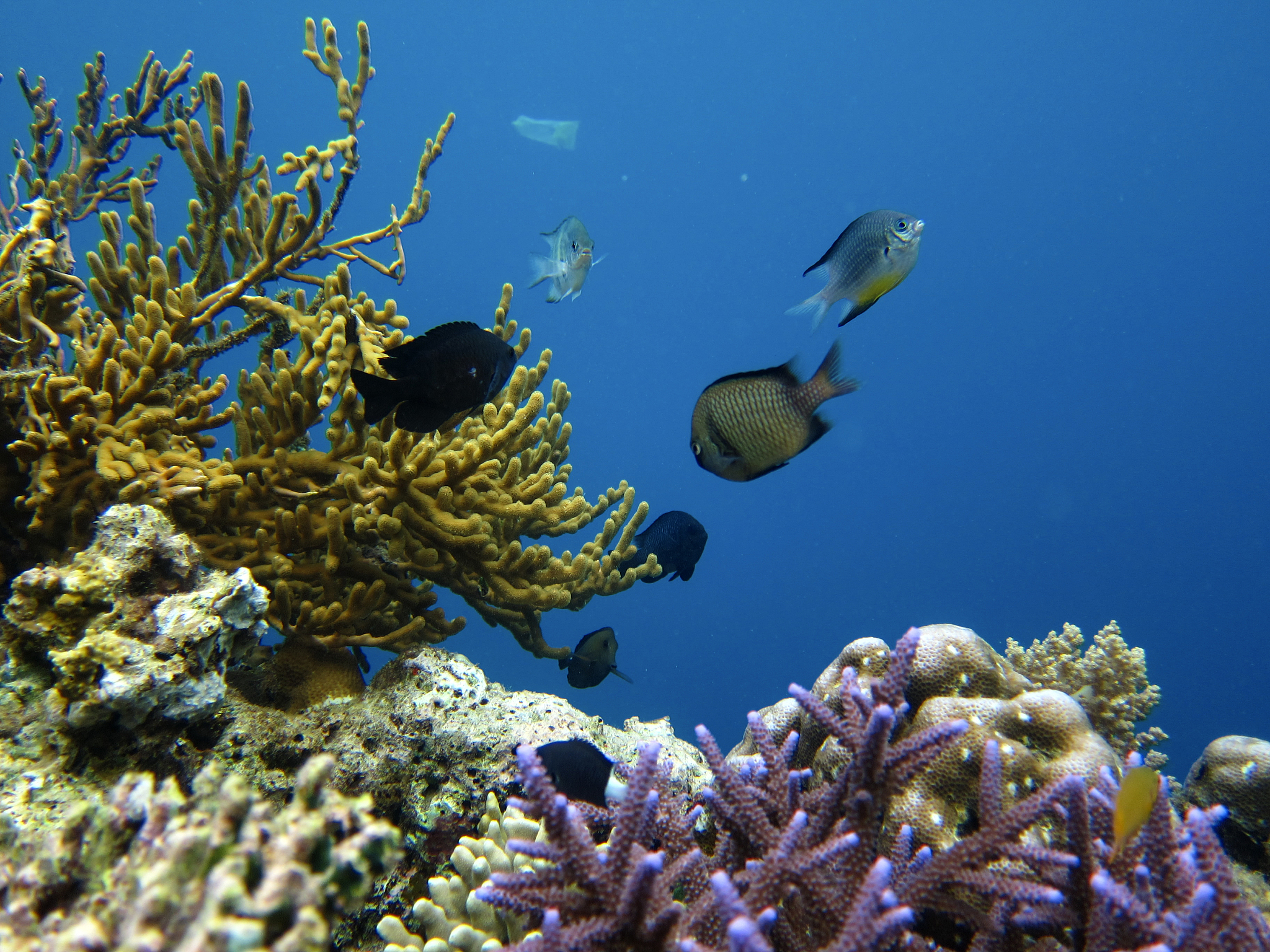 menjangan island