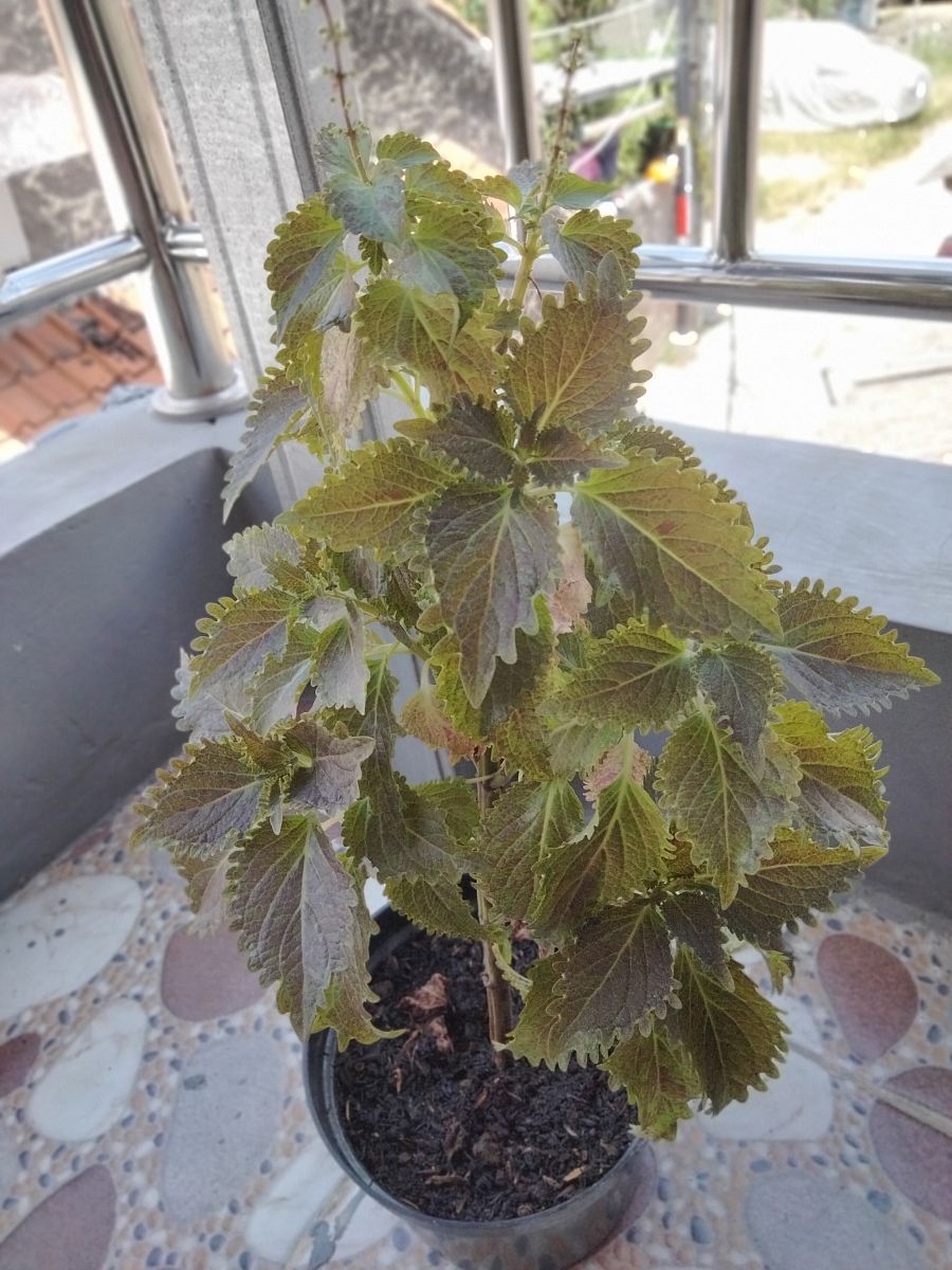 我可以帮你取名字嘛