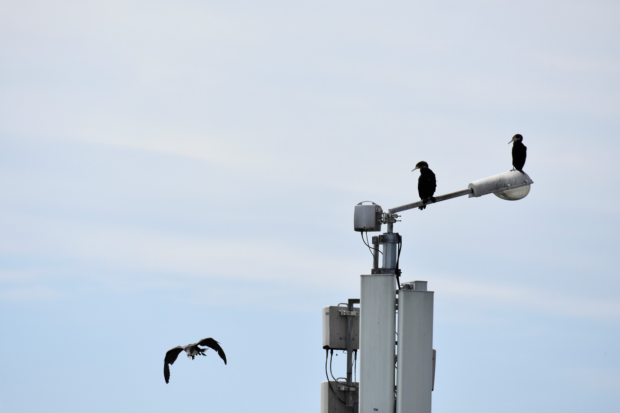 birds perching on lantern
