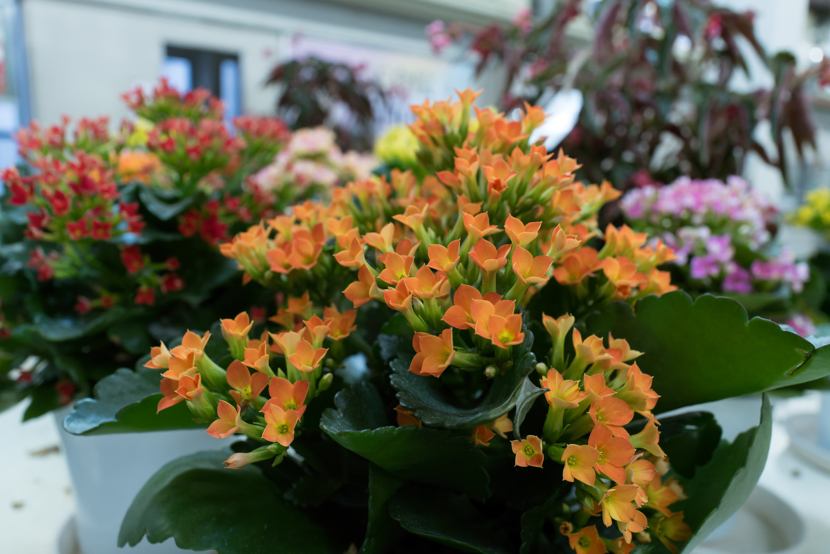 什么花越养越值钱？揭秘背后的原因！