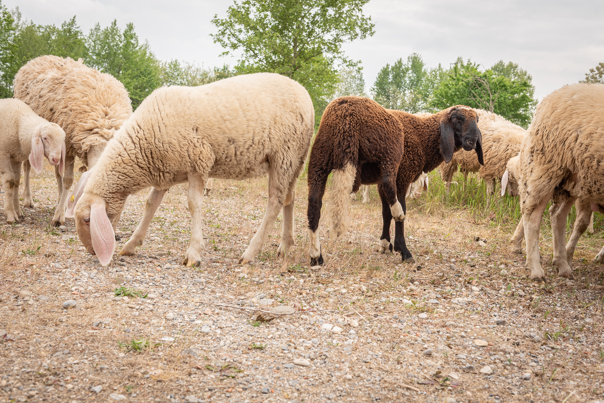 SMALL RUMINANT RESEARCH 接受哪些类型的稿件？