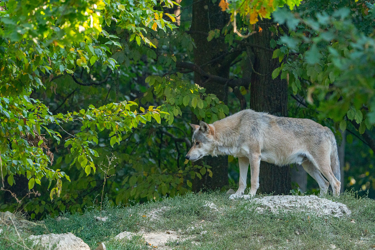 狼王梦：一只狼的成长与人性的反思