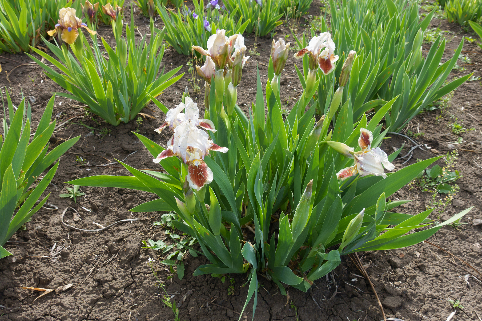 maroon and white flowers of bearded irises in may