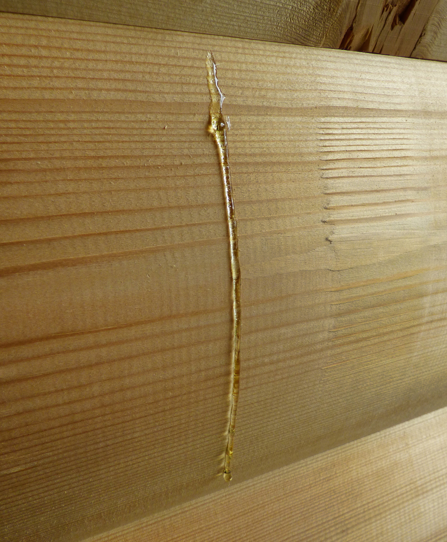 drops of wood tar on new wooden wall.
