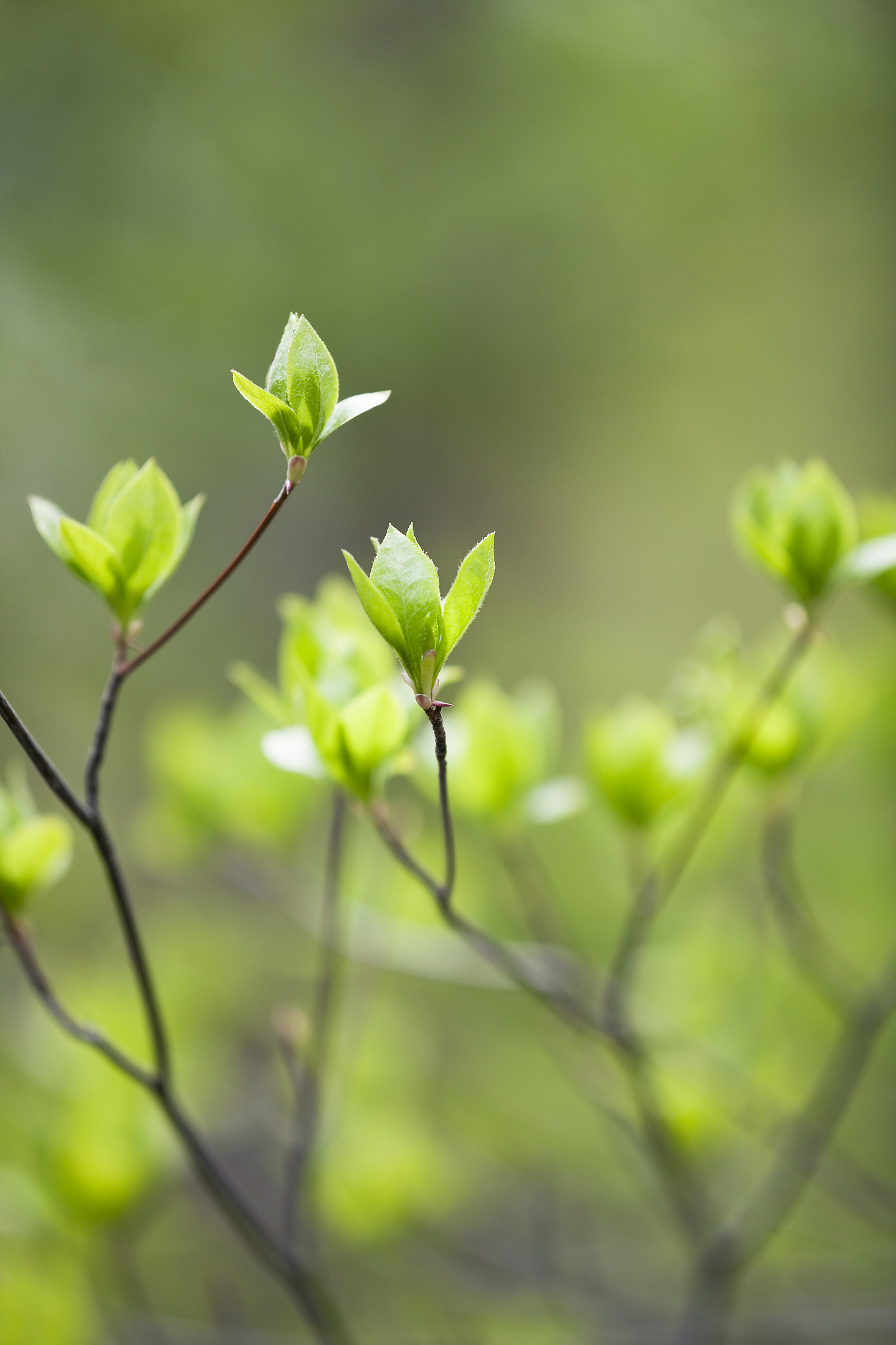 写一片春天的诗