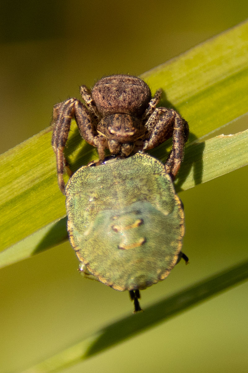 小麦干旱胁迫研究：影响、机制及应对策略
