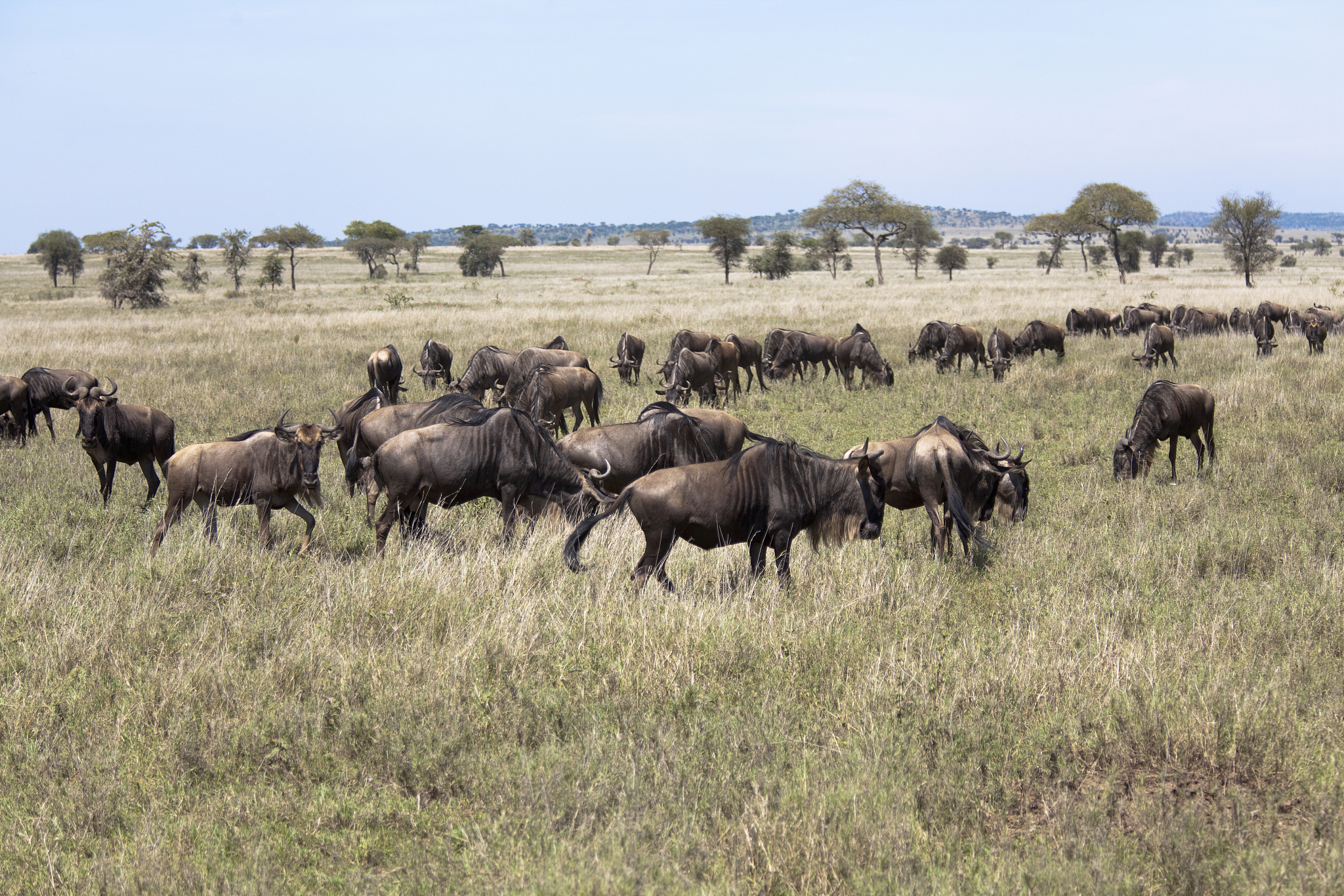 herd of wildebeests in serengeti