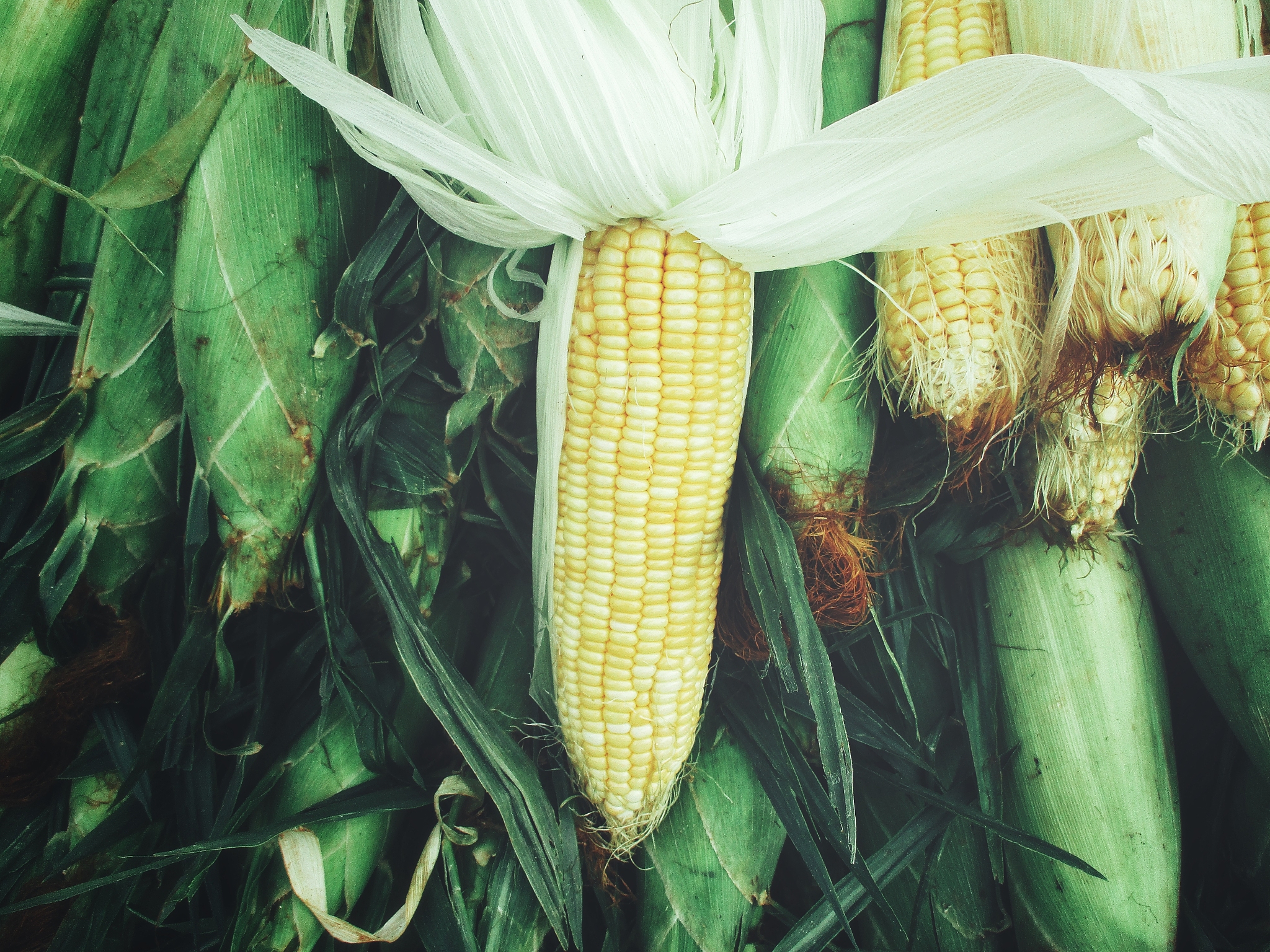 几月份是吃玉米的季节