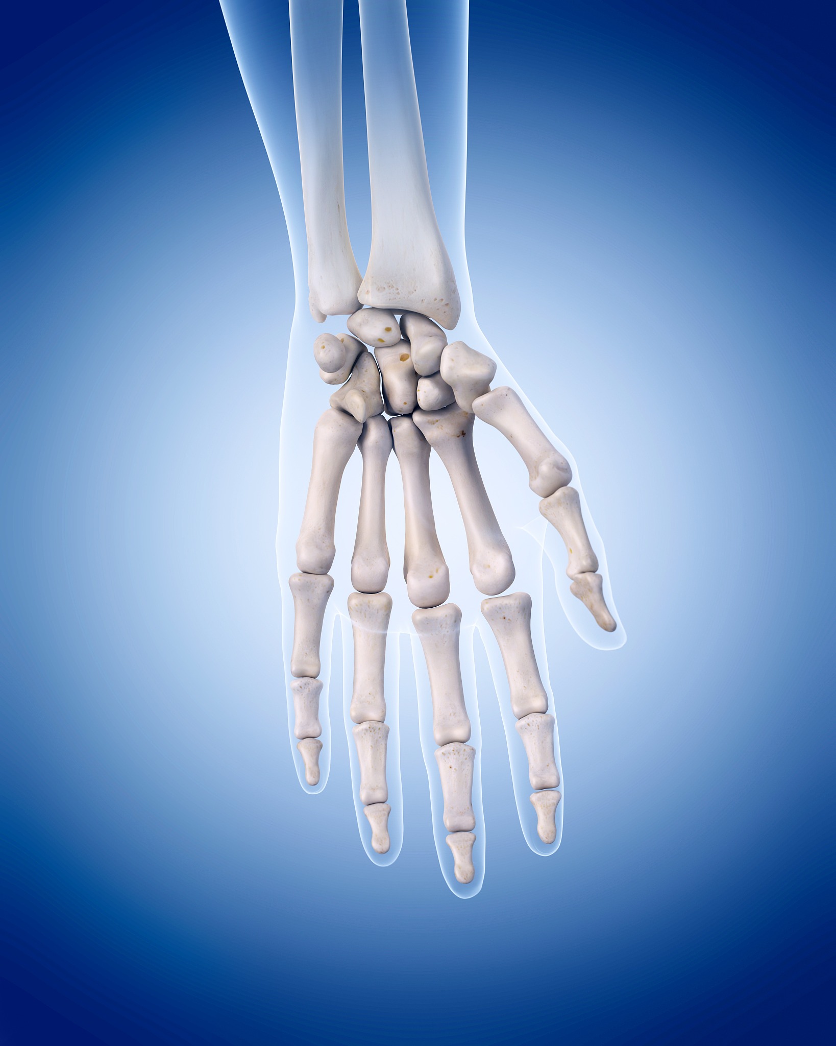 掌骨：手部骨骼结构的连接点 - 解剖学