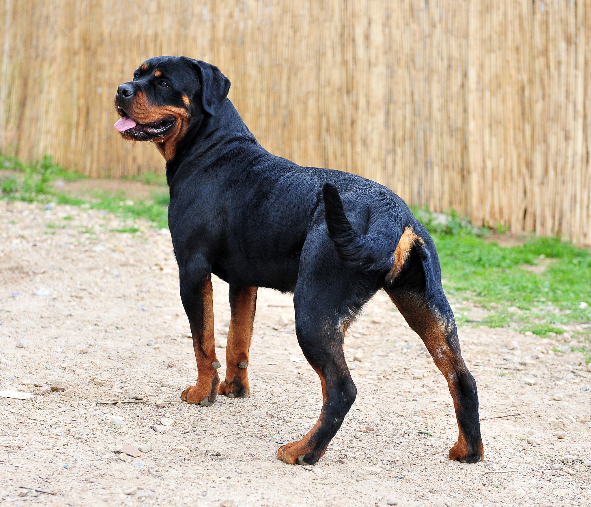 罗敦司得不是德国的吗