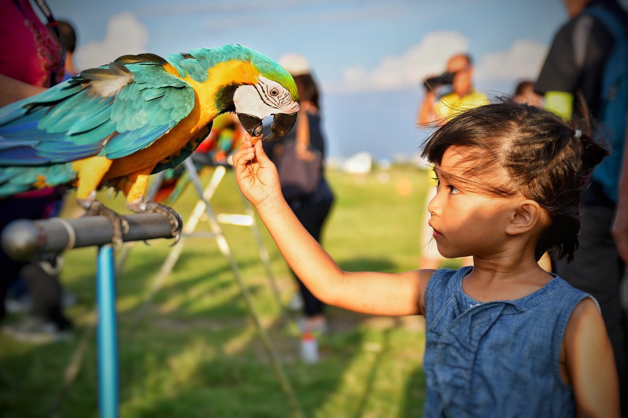 小鸟角色扮演：我是你的专属鸟儿，啾啾啾！