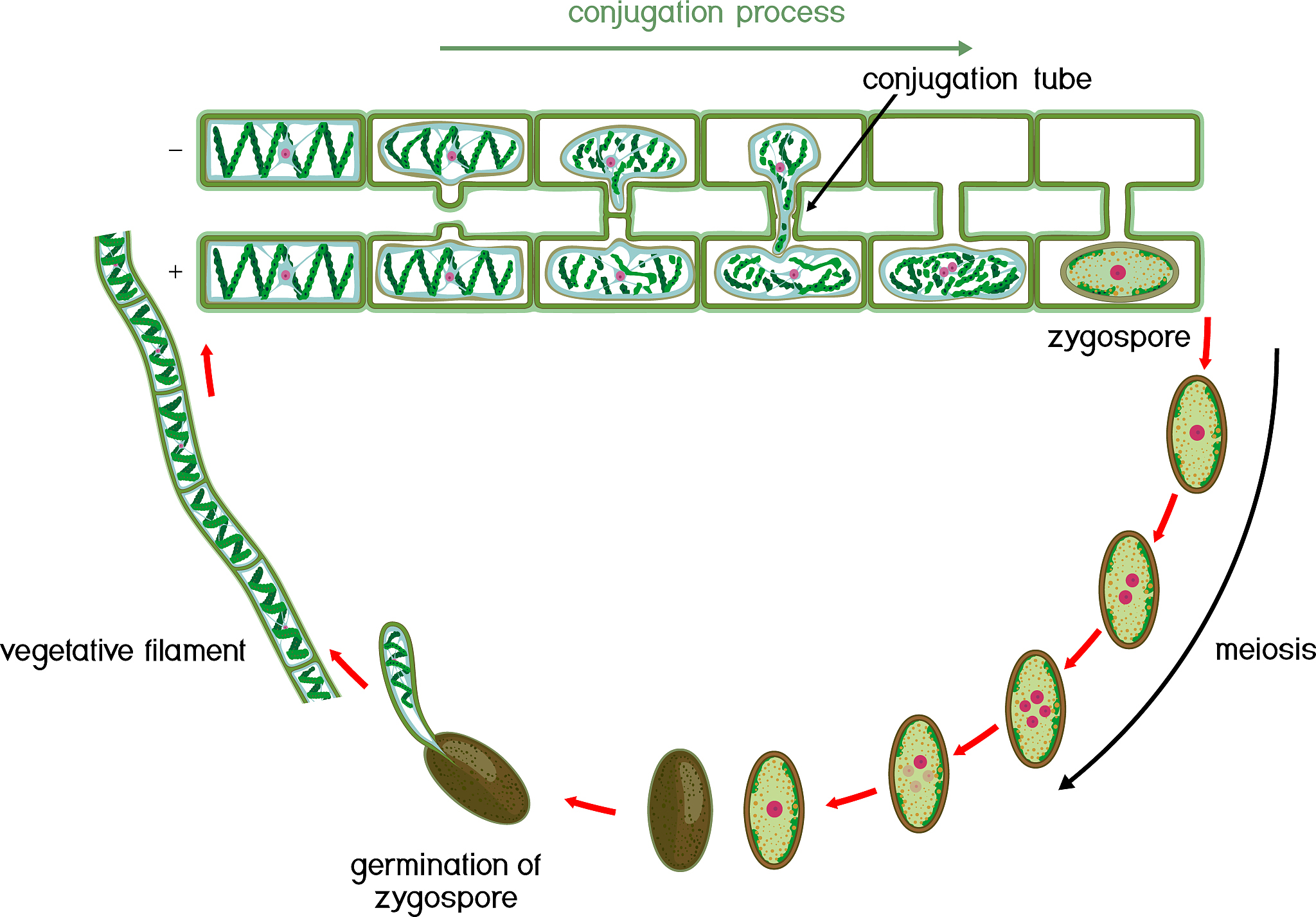 帮我翻译：Over decades a goal of research on auxin molecular biologyhas been centred on the identification of receptors that mediatetranscriptional and biochemical responses to auxin In the 1980sbiochemica