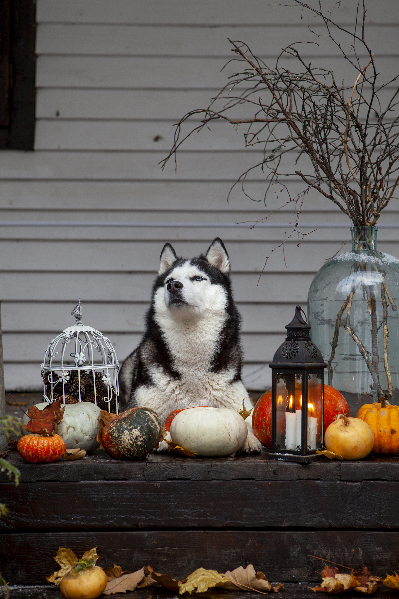 梦幻西游戏合宠