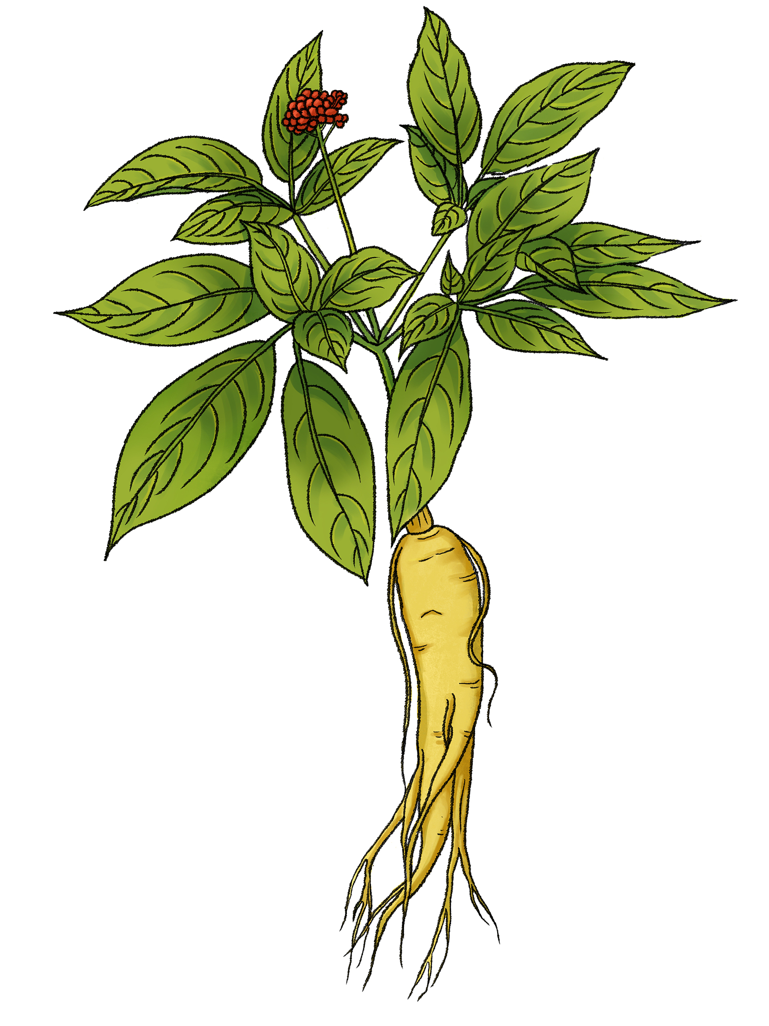 人参药性与生长环境关联研究