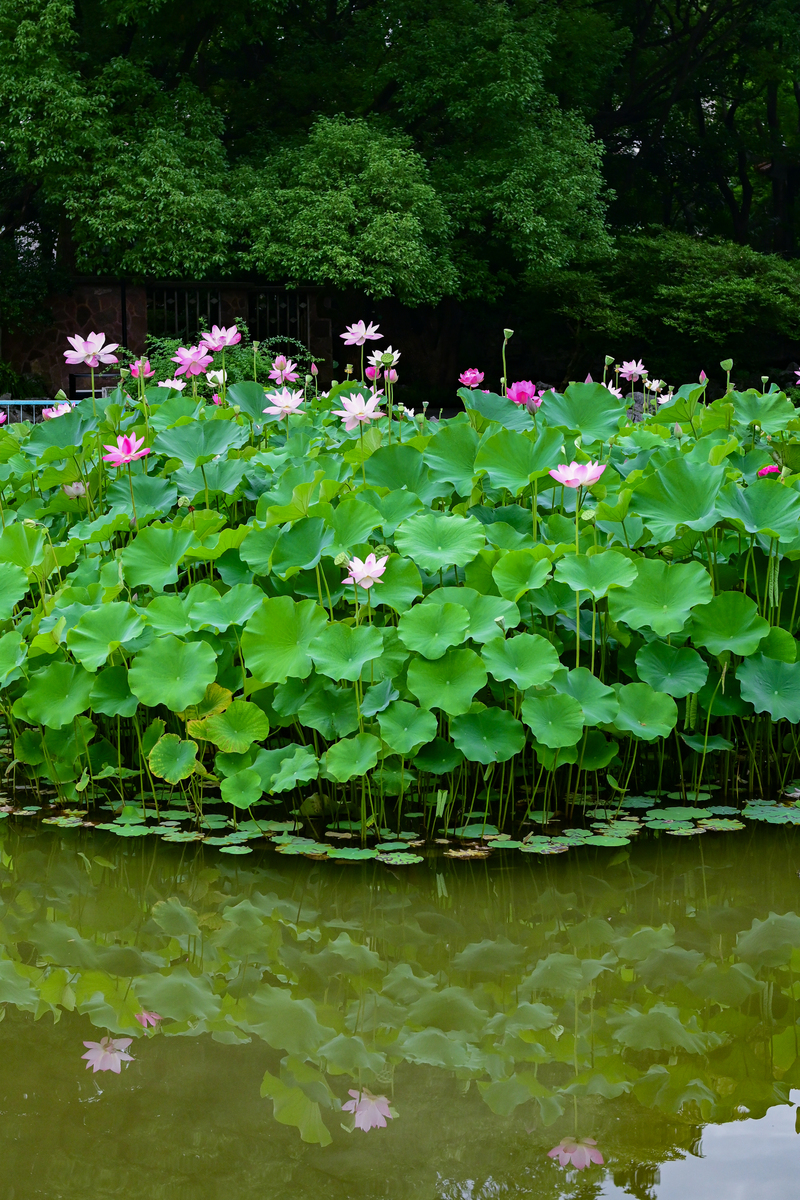 荷风送香气：夏季的美丽景观与文化象征