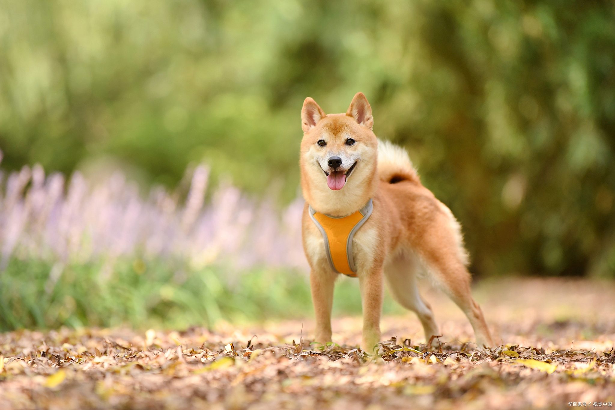 柴犬与秋田：狗狗界的“双胞胎”？解析独特差异，让你一眼辨别！