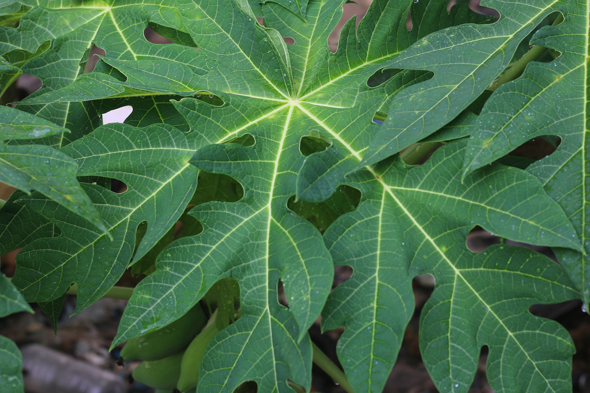 papaya fruit and leaves