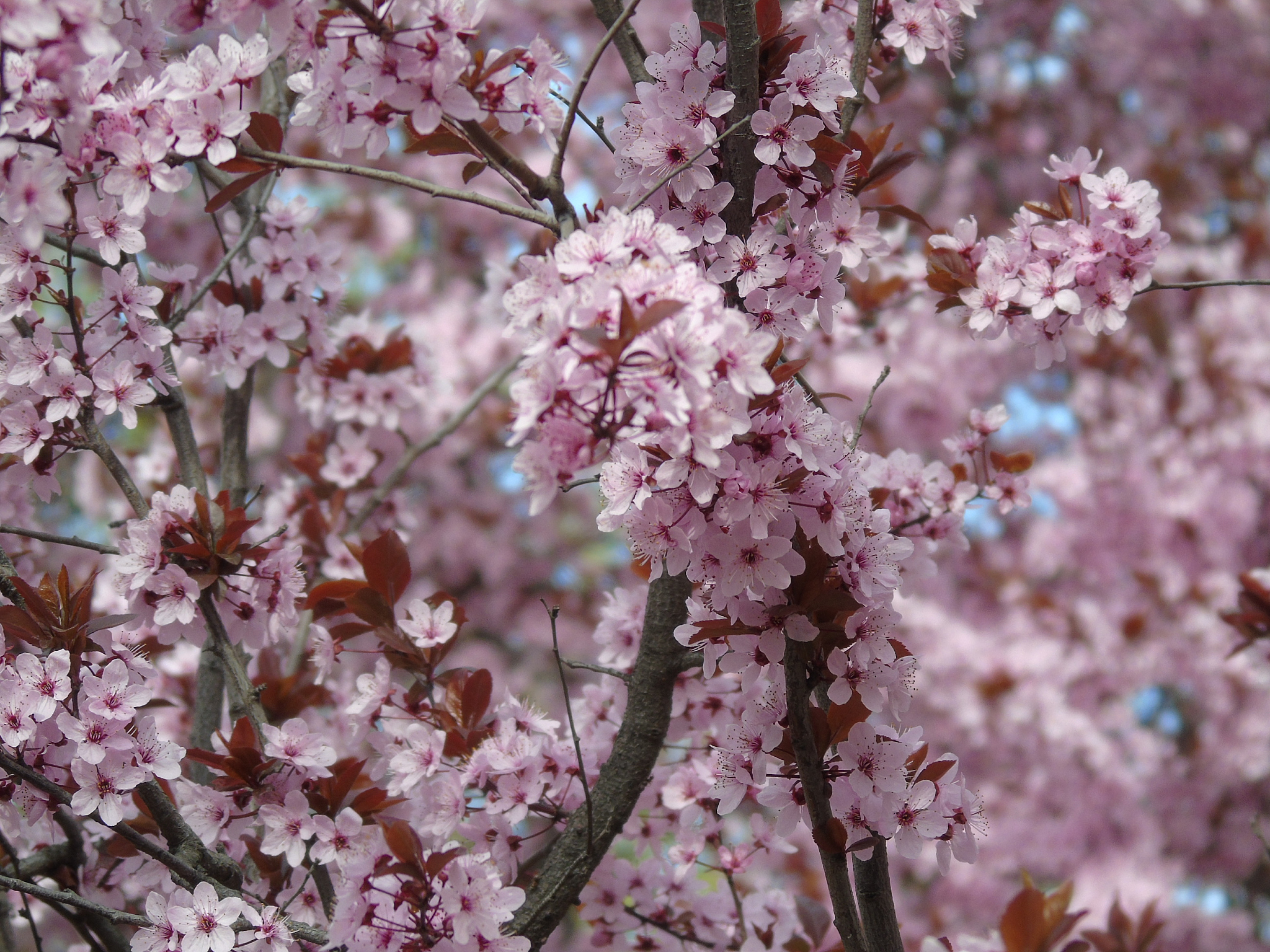 春之城的花神传说：樱花与神奇之花