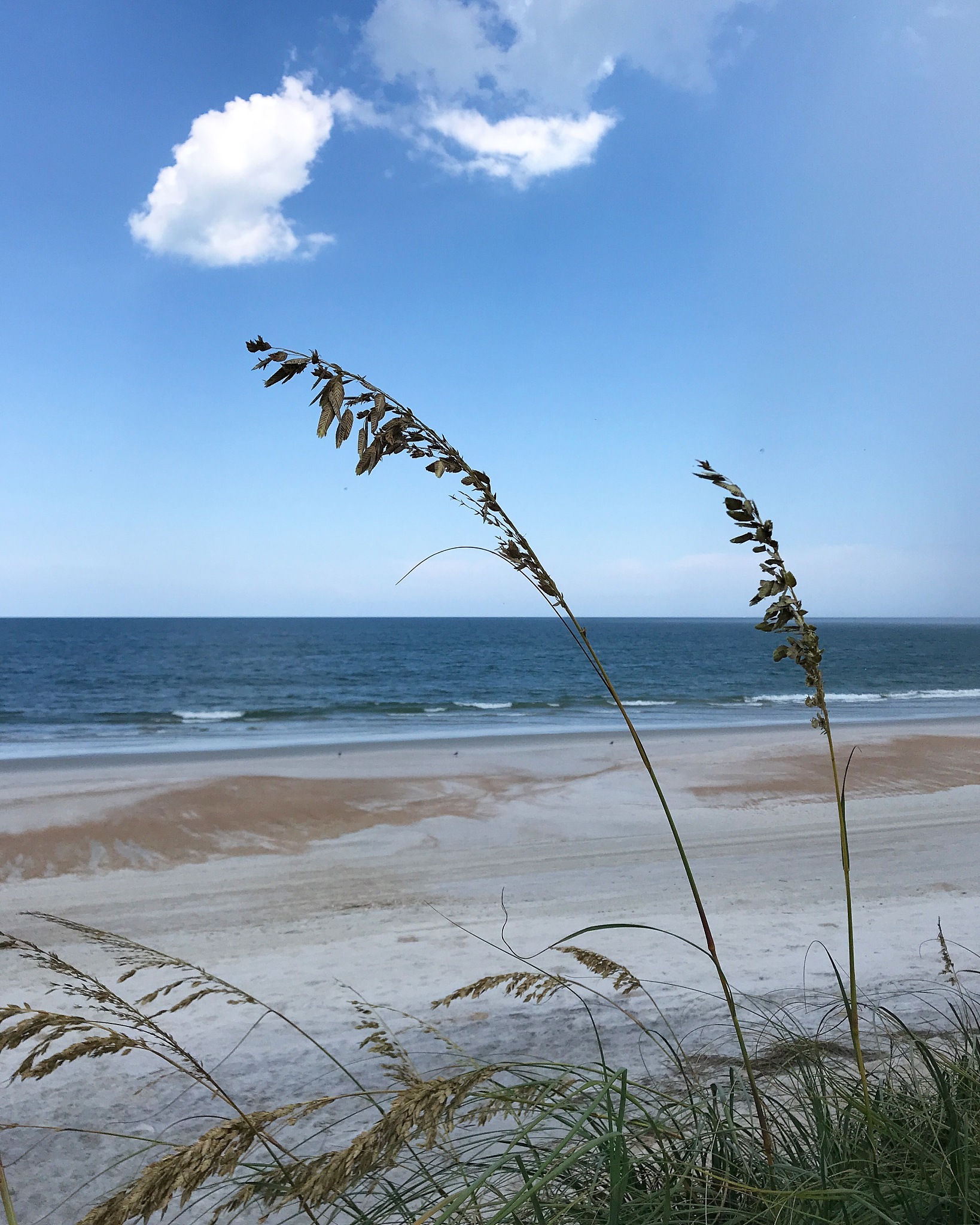 windswept beach grass and a view of the beach and ocean