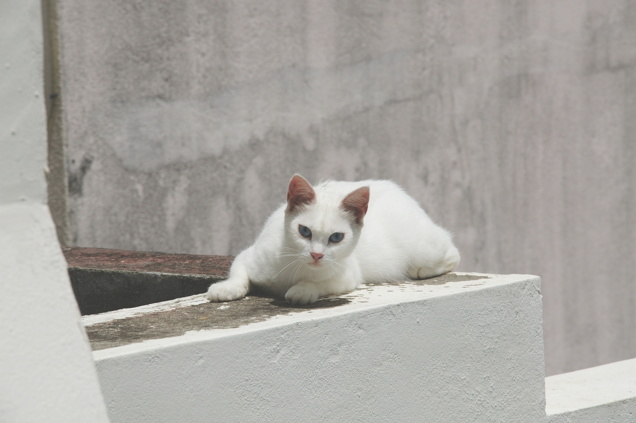 portrait of white cat on retaining wall