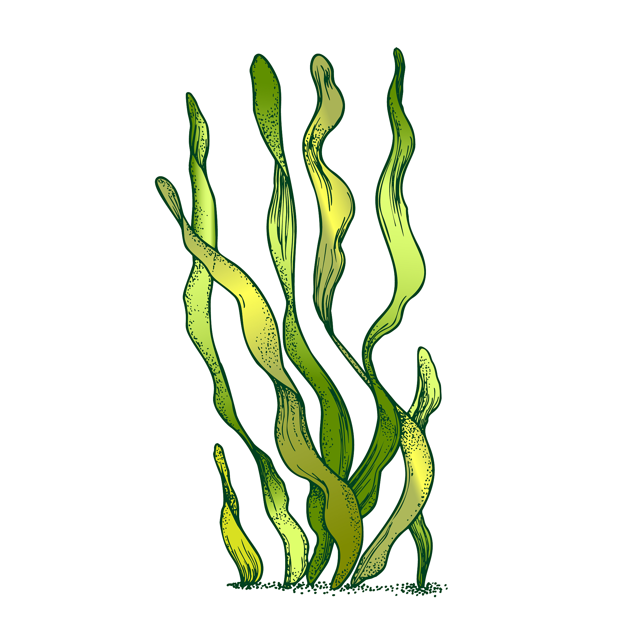 underwater organism algae seaweed doodle vector