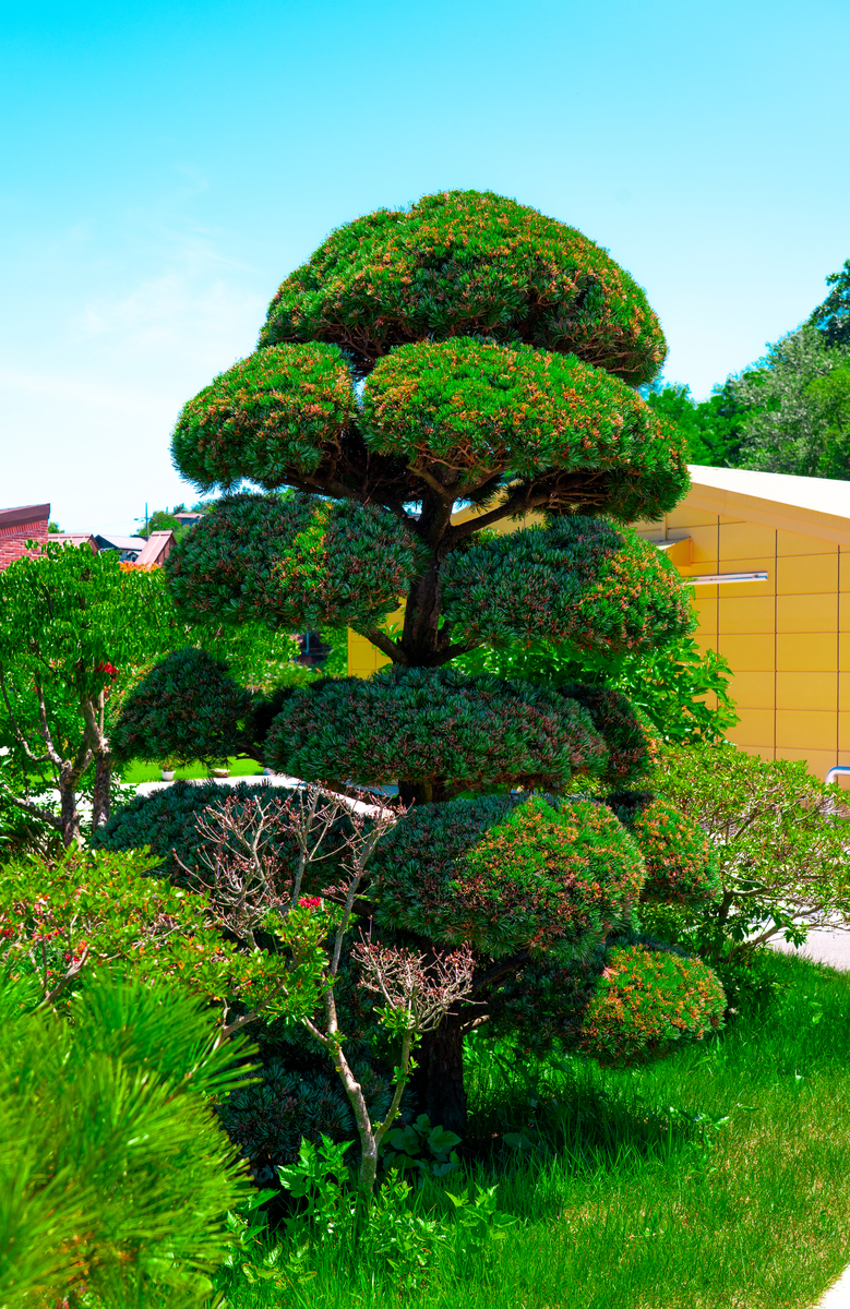 四季常青植物：景观设计和室内绿化的完美选择