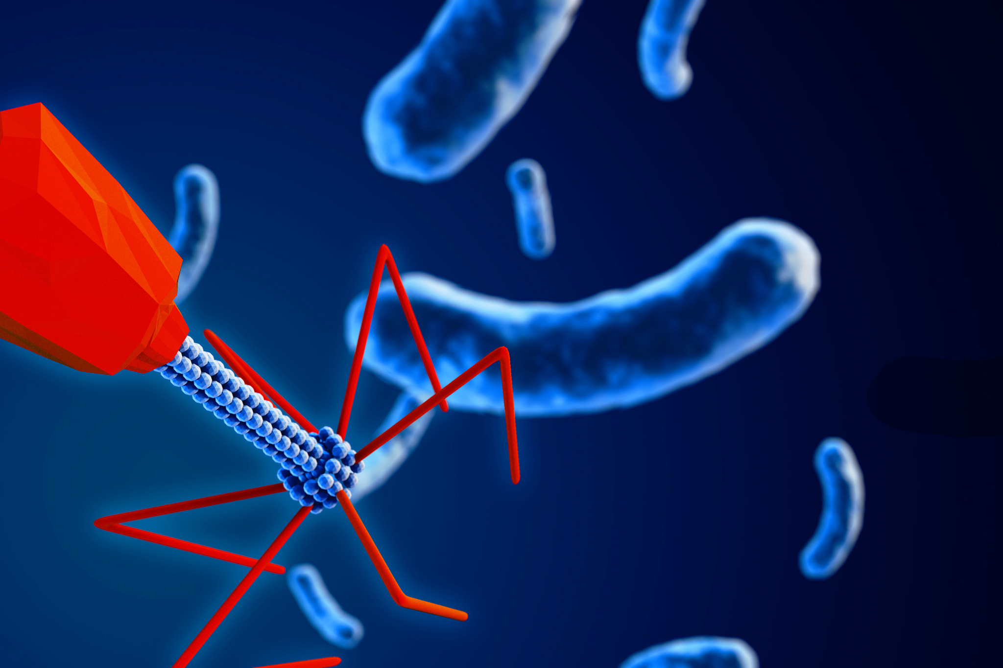 phage lambda Rz-like lysis protein是什么