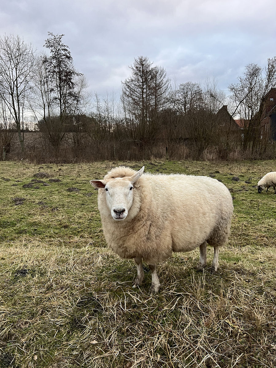 羊穿价格：多少钱一只？ - 影响因素和报价查询