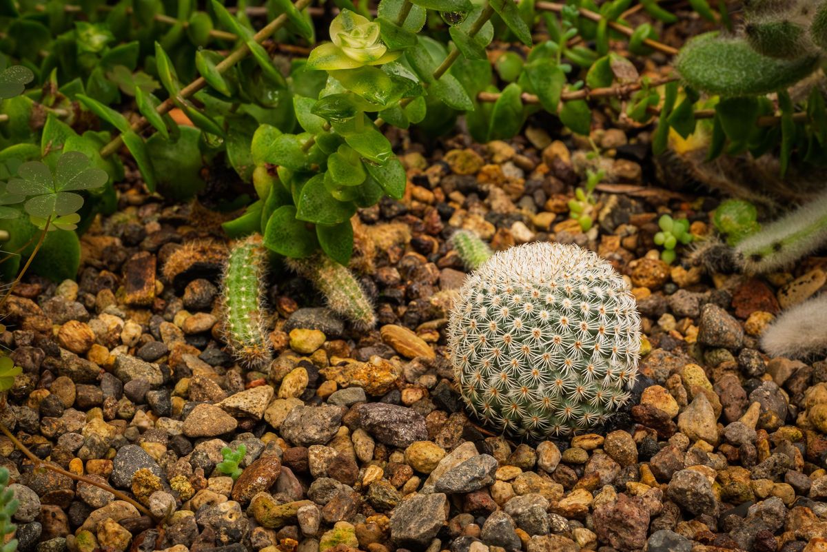 植物开花时间差异的原因：生长速度、光照、土壤和营养