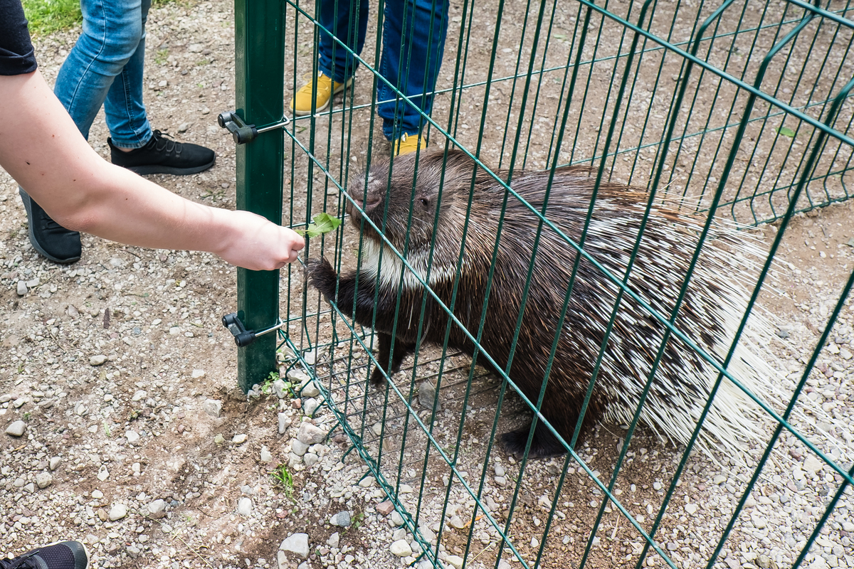 東京ズーネットワークTokyo Zoological Networkに関するレポート】【動物園事業の課題】東京ズーネットワークは、東京都内に複数の動物園を運営している。この事業において、以下のような課題が存在します。整備や管理運営の課題：東京ズーネットワークの動物園は規模が大きく、多くの来園者を受け入れています。そのため、施設の整備や管理運営には多額の費用が必要とされます。また、各動物園の個性を保