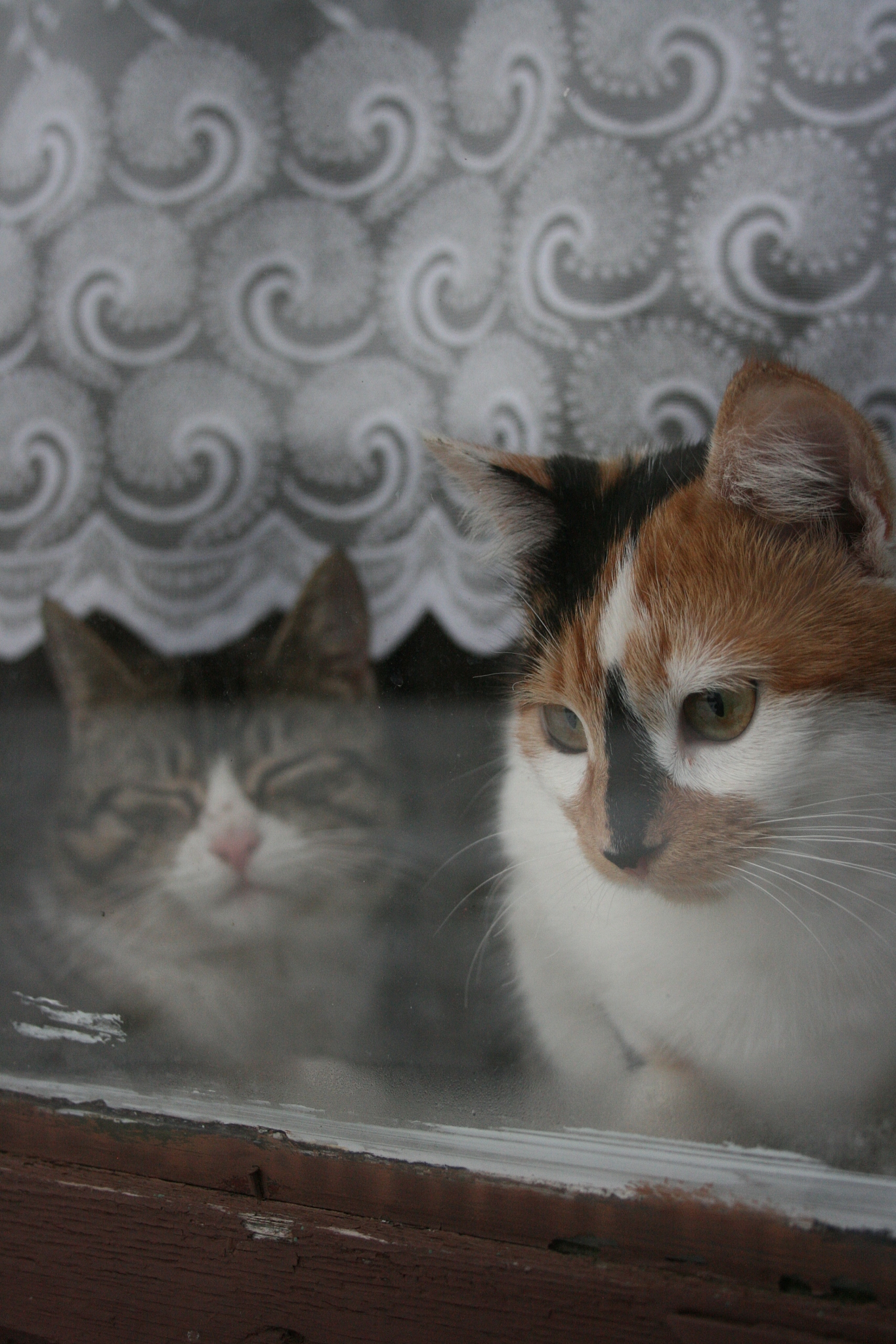 影帝要做家养喵全文免费的小说