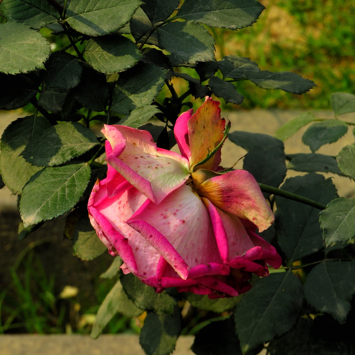 玫瑰花一年开几次？种植与养护全攻略