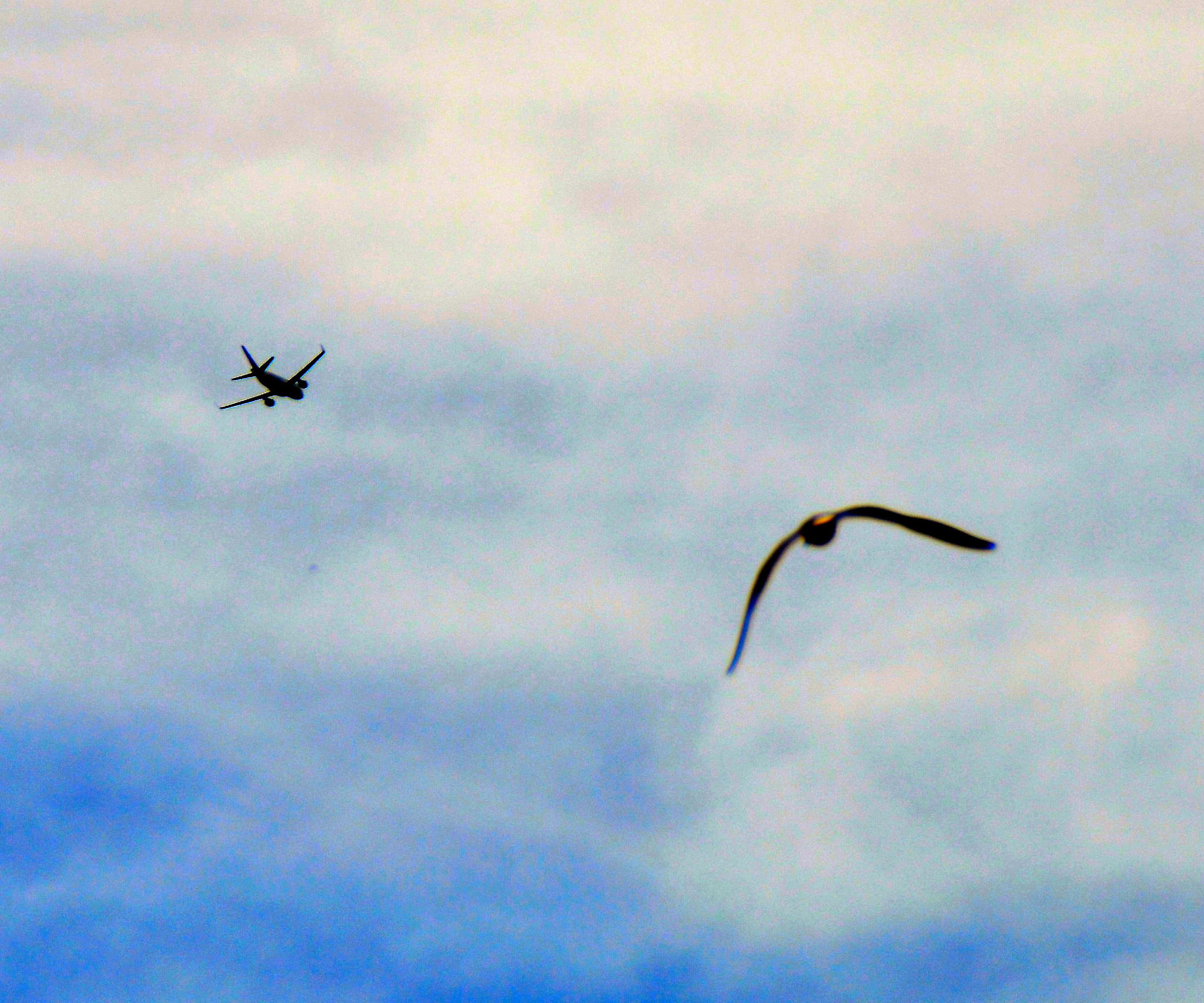 用拟声词描述乌鸦坐飞机