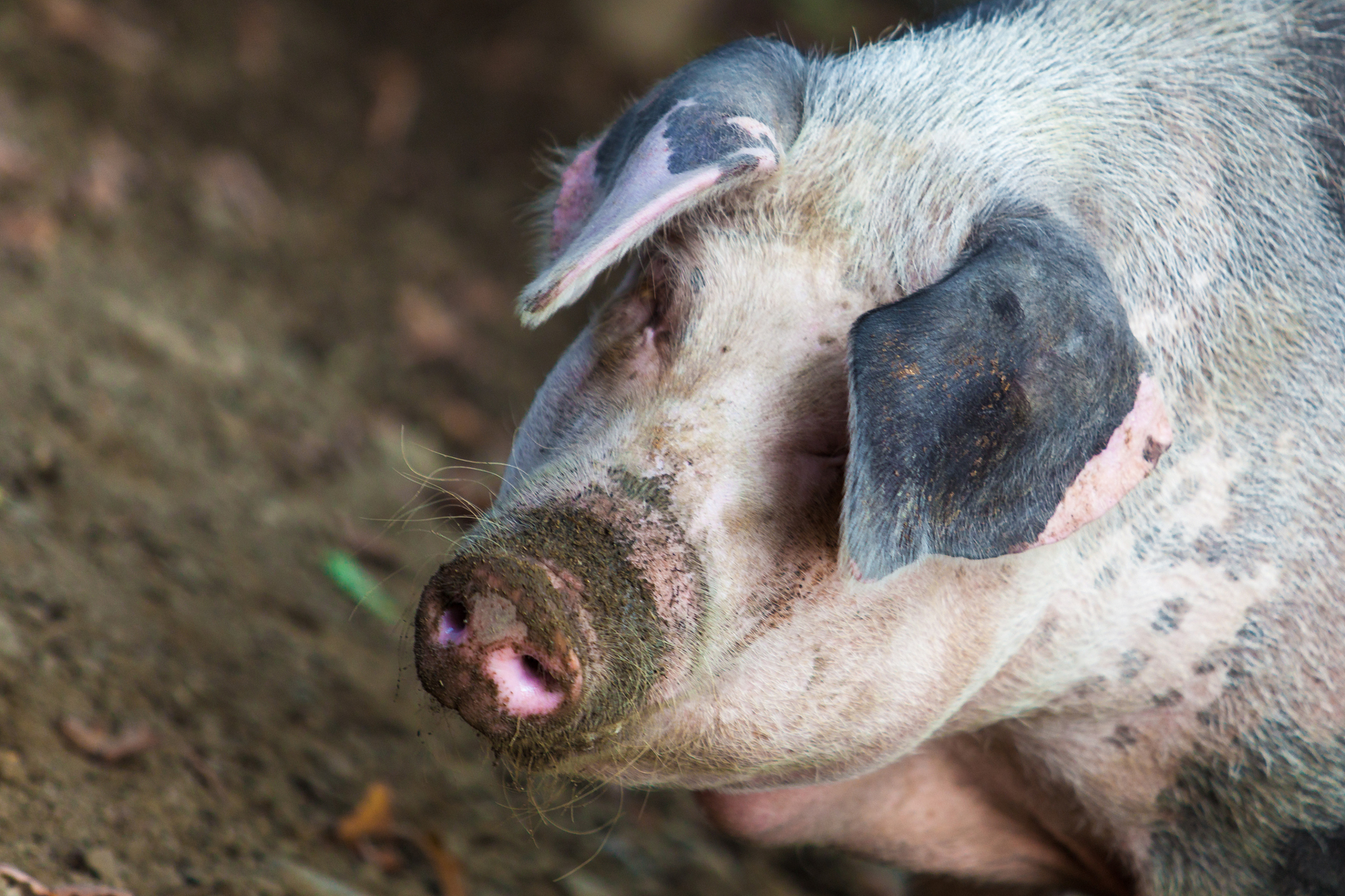 什么是圆环病毒病