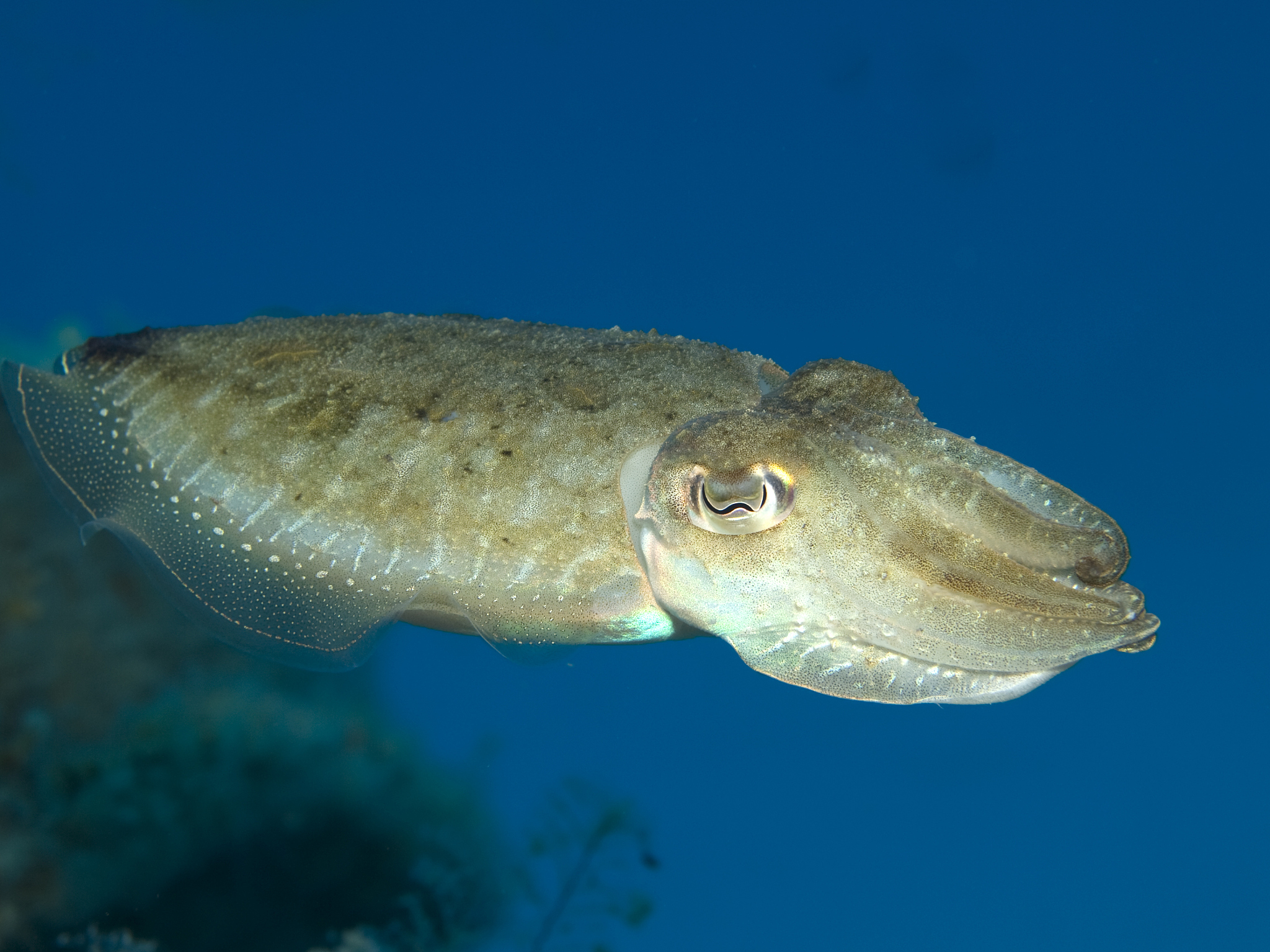 魚: 水中生物の多様性と人間との関わり