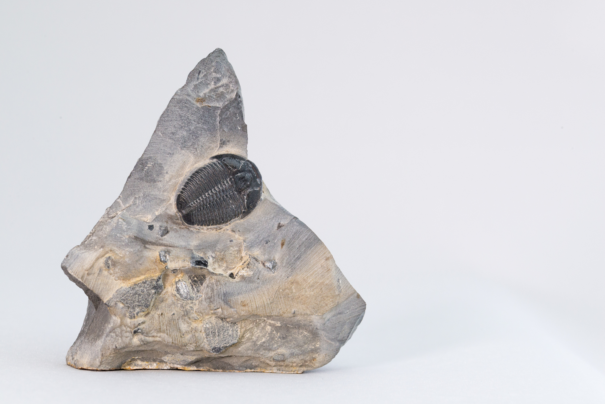 fossil