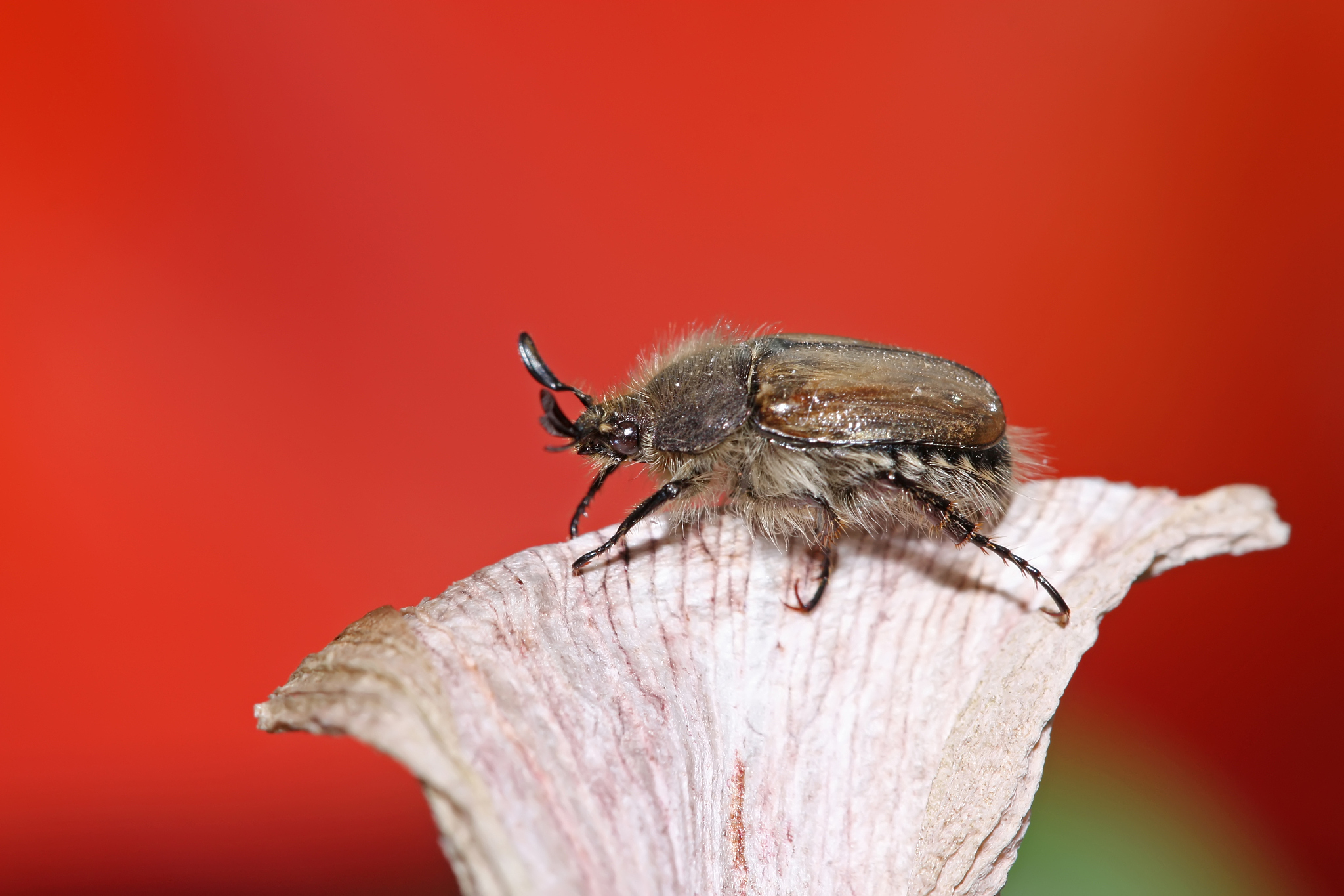 coleoptera insects cockchafer