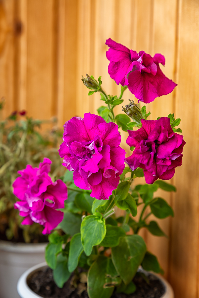 8月耐热花卉种植指南：适合夏季的花卉品种推荐