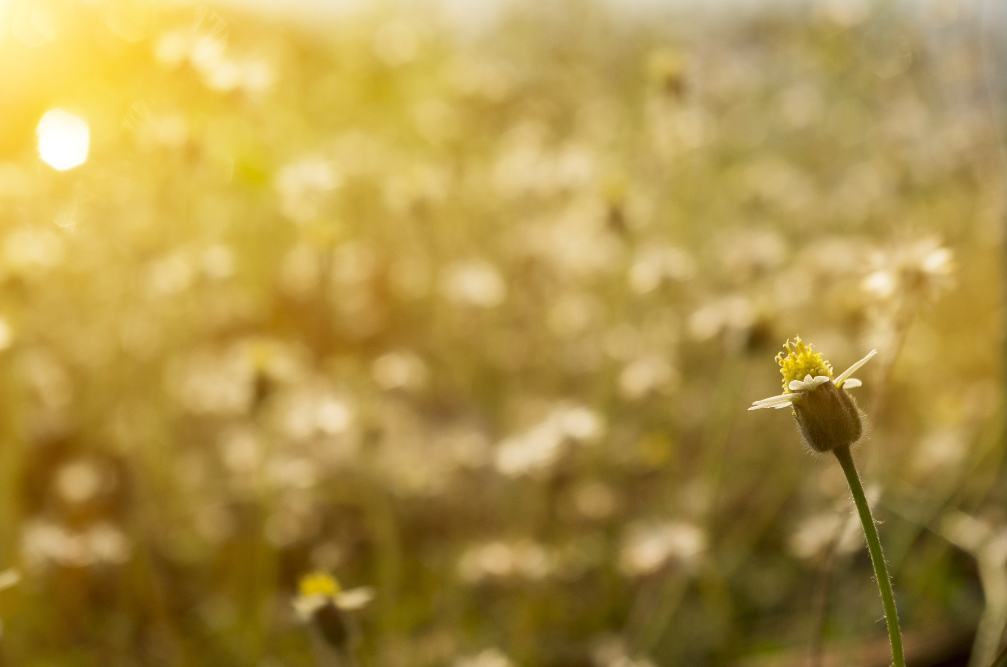 人生第1次看到还帮我写一首安逸文静阳光的三行诗