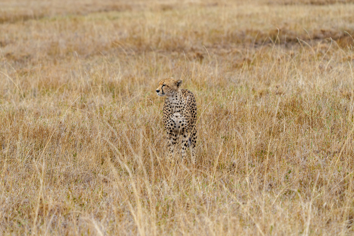 一只东非猎豹(acinonyx jubatus)在塞伦盖蒂草原上