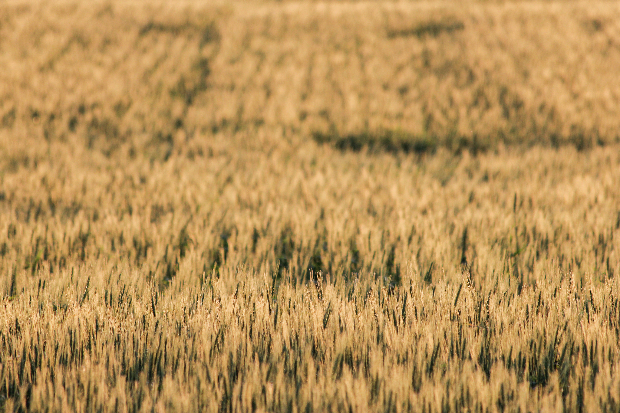 翻译位中文：Key role of planted and harvested area fluctuations in US crop production shocks